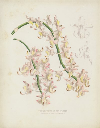 The Sweetest Air-Plant by English School
